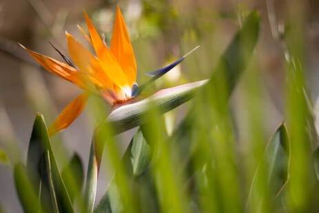 Fleur exotique dans la cour de l'Hôtel de Charme Chalet de l'Isère