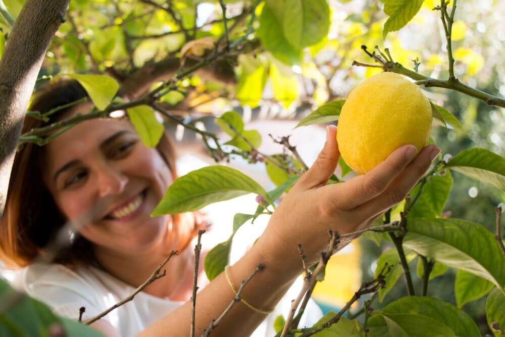 Elisabetta cueille un citron dans la cour de l'hôtel à Cannes