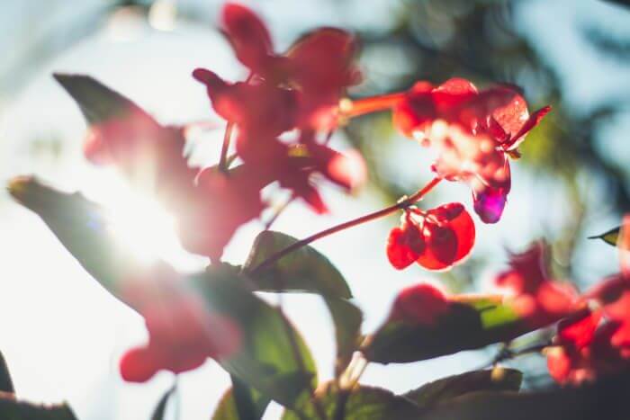 Soleil et Fleurs au chalet de l'Isère 